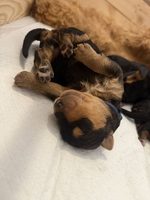 Airedale Terrier ZKwP FCI