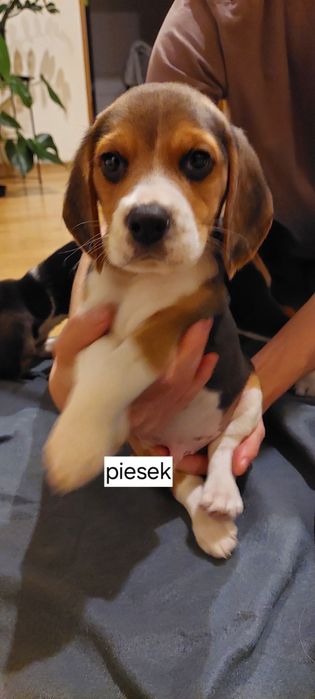 BEAGLE maluszek-