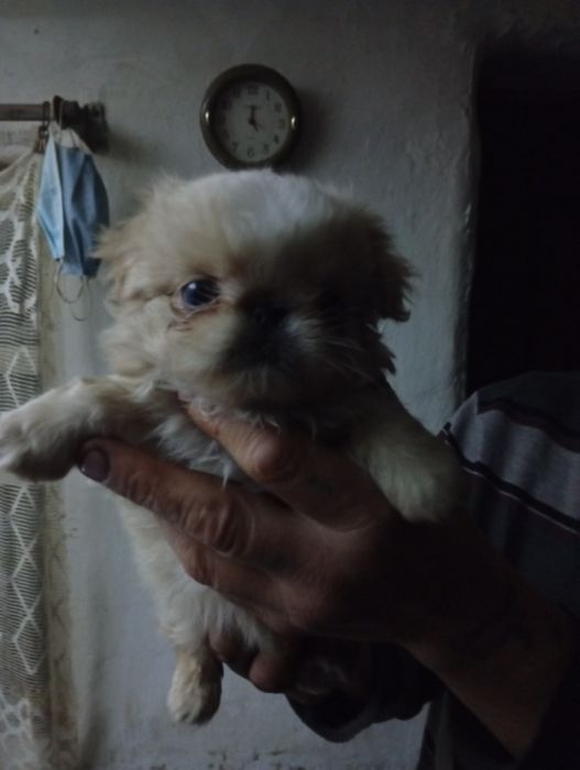 Собачки пікінес в продажі