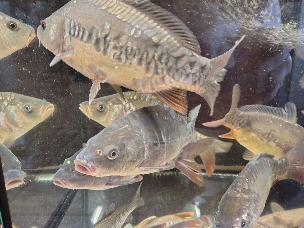 Karp królewski kroczek