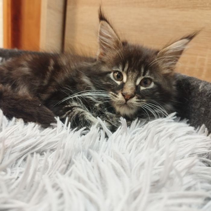 Chłopczyk Maine Coon
