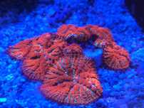 Vendo discosoma rhodactis forest fire