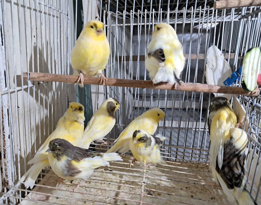Canários Glosters