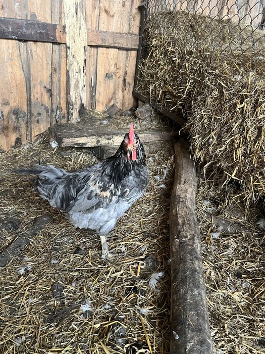 Півні ,курки молоді