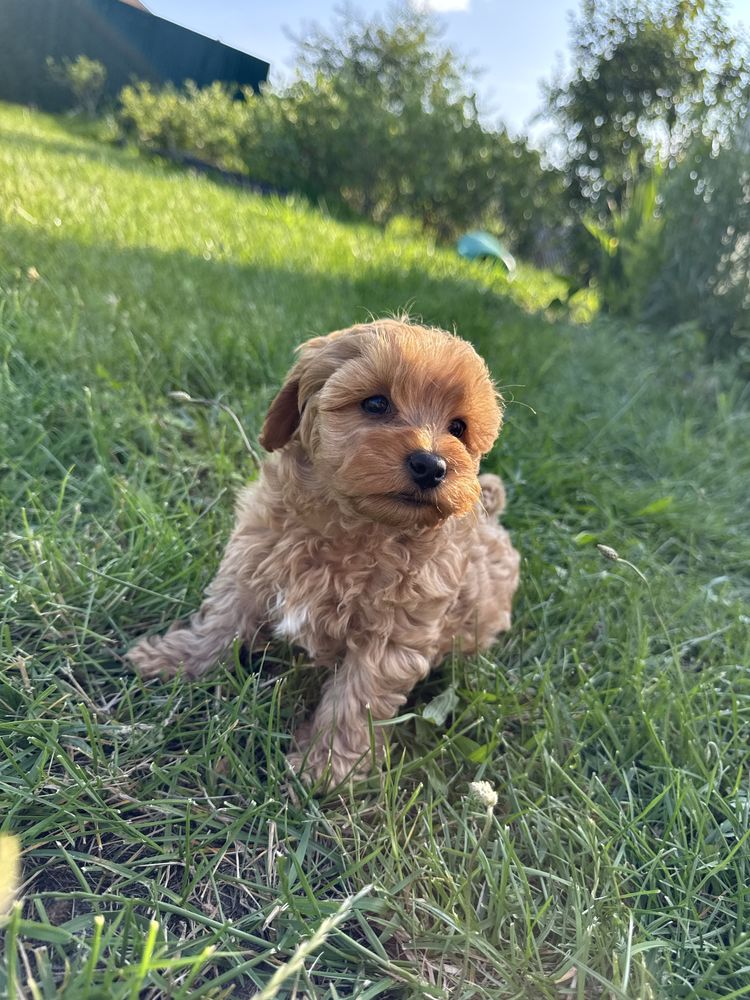 GOTOWY DO ODBIORU Piesek Maltipoo F1b Badania gentetycze Wyprawka