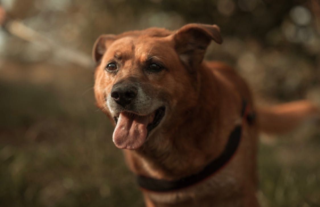 Rudi - mądry, kochany pies do adopcji