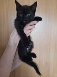 Mała czarna kotka do adopcji 2 mies.