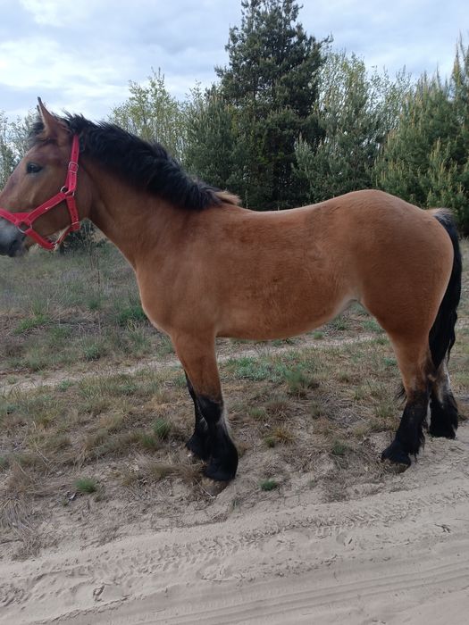 Sprzedam klacz zimnokrwistą