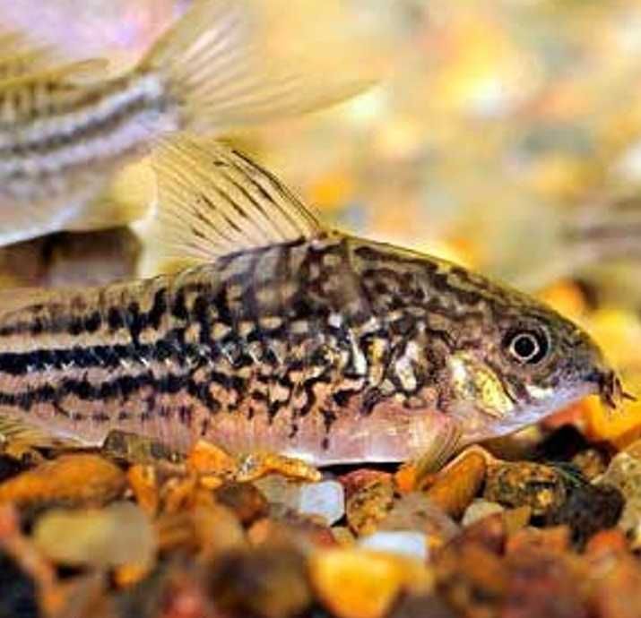 Kirysek mały - Corydoras nanus - Kirys - dowozimy, wysyłamy