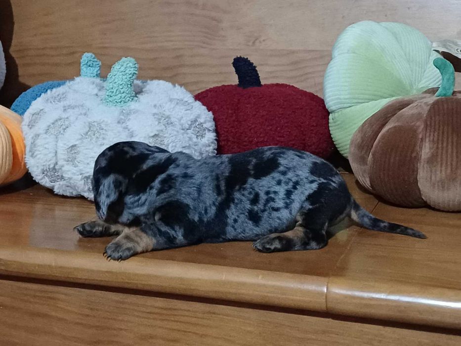 Teckel Miniatura - FEMEA ARLEQUIM