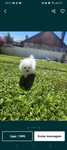 Lulu da Pomerânia menina