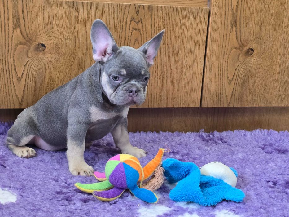 Buldog Francuski śliczny piesek Blue Tan