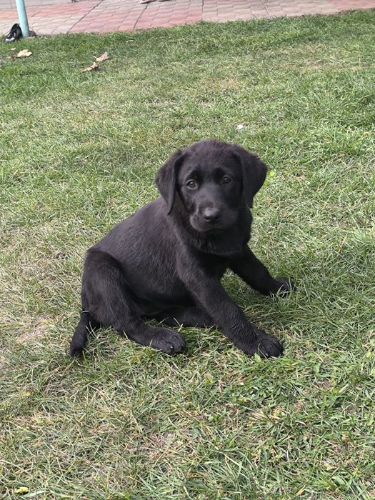 цуценята лабрадора ретривера