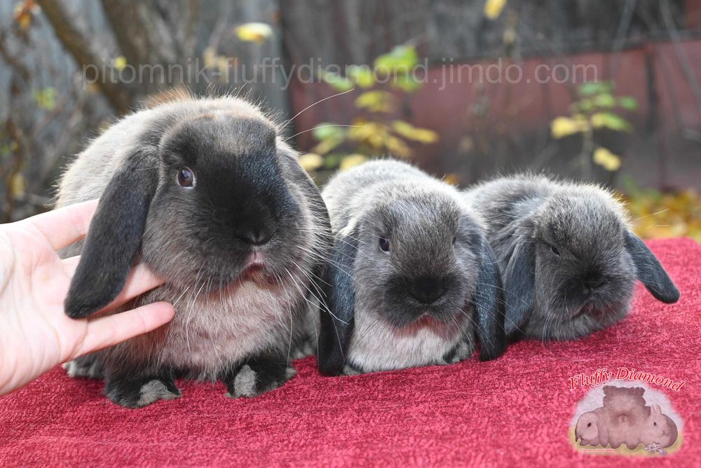 Карликкові кролики з розплідника "Fluffy Diamond" Висловухі та інші