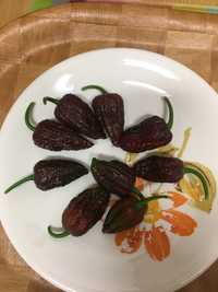 Sementes de chocolate bhutlah