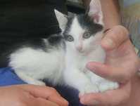 przemiłe rodzeństwo do adopcji