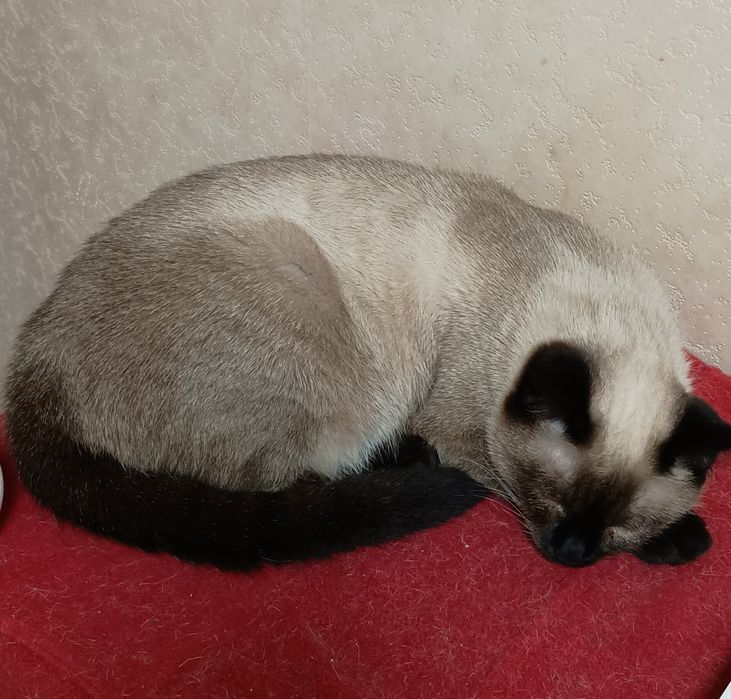 Сиамская кошечка 6 мес.