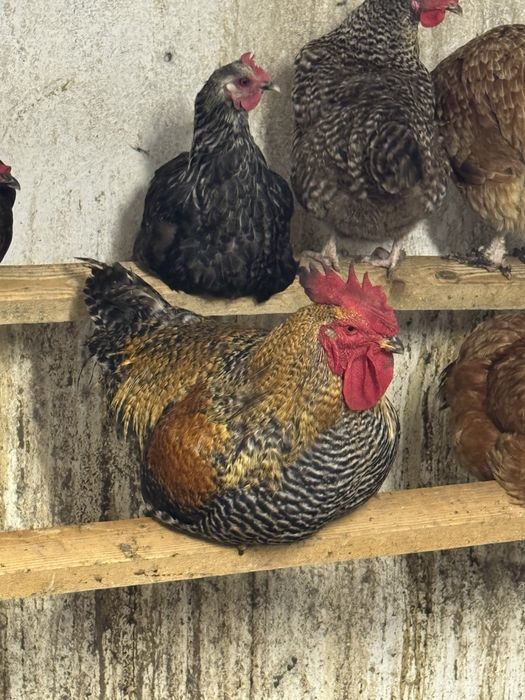 Koguty rossa sprzedam