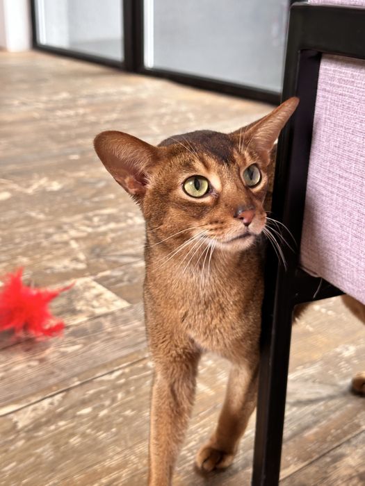 вязка абиссинский кот регистрация cfa