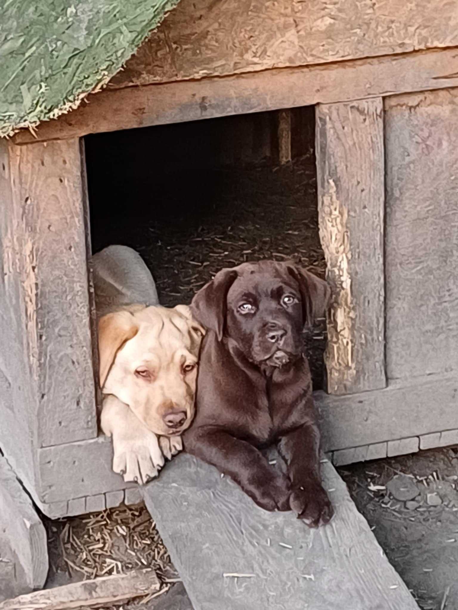 Labrador Retriever kolor czekoladowy