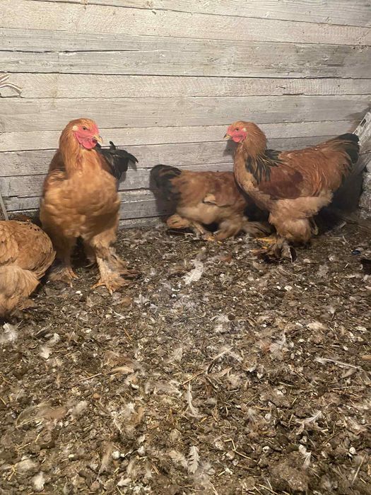 Пара або півні палевої брами