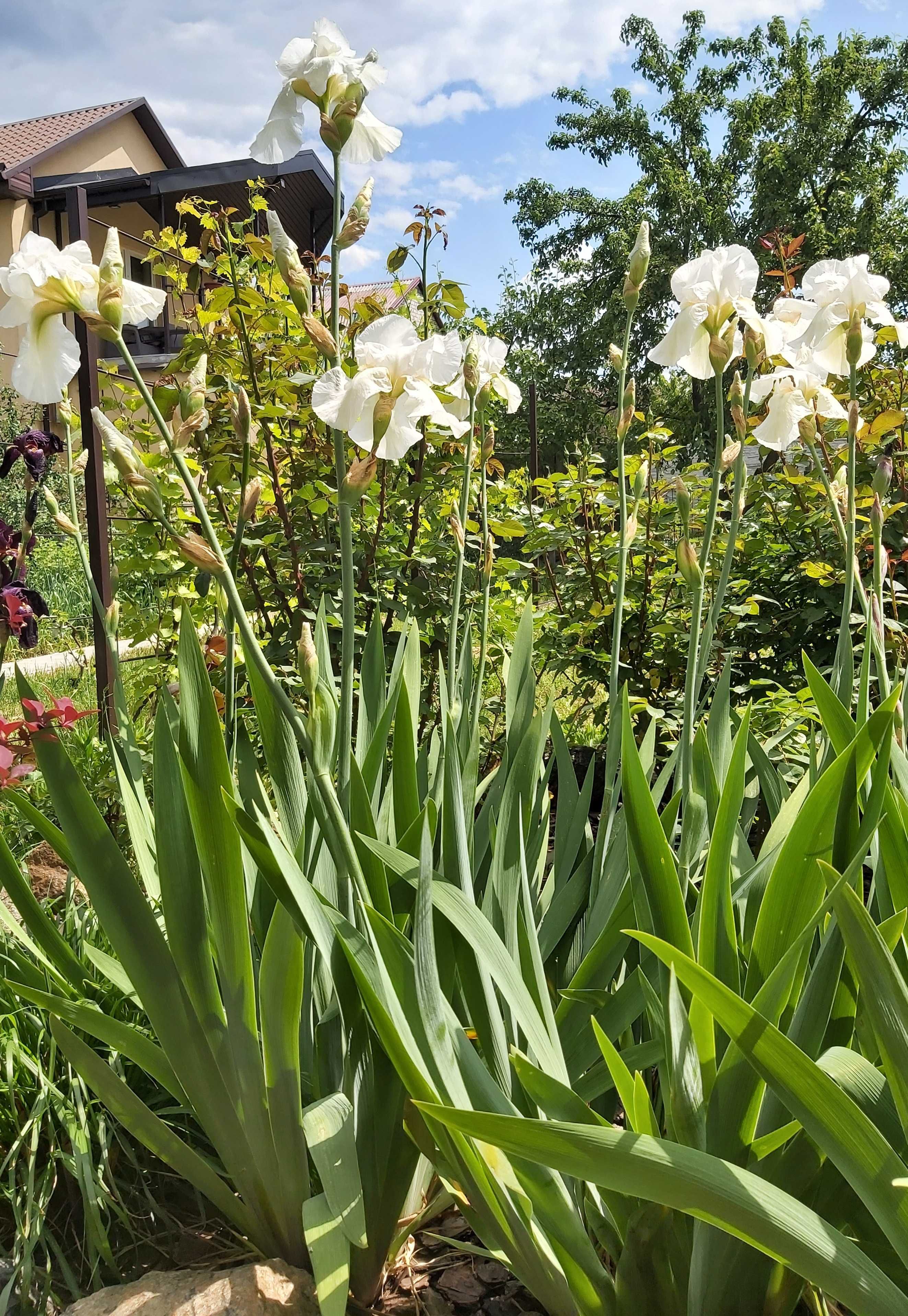 Ирисы со своего сада "Белое крыло"  и желтые