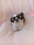 Śliczny piesek Shih Tzu