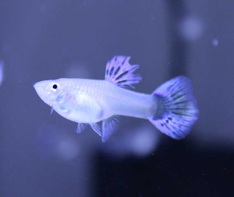Guppys Red Mosaico