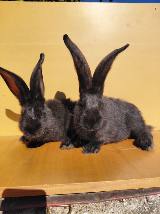 Sprzedam belgi czarne i żelaziste