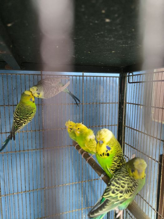 Periquitos Hagoromos, asa negras etc.