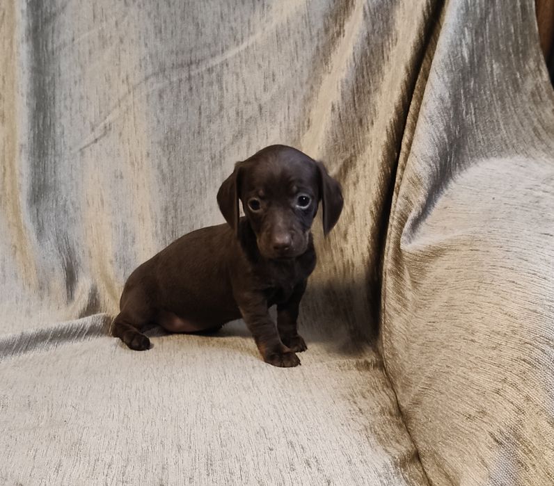 Jamnik krótkowłosy suczka (miniatura) Ur. 01.10.2025