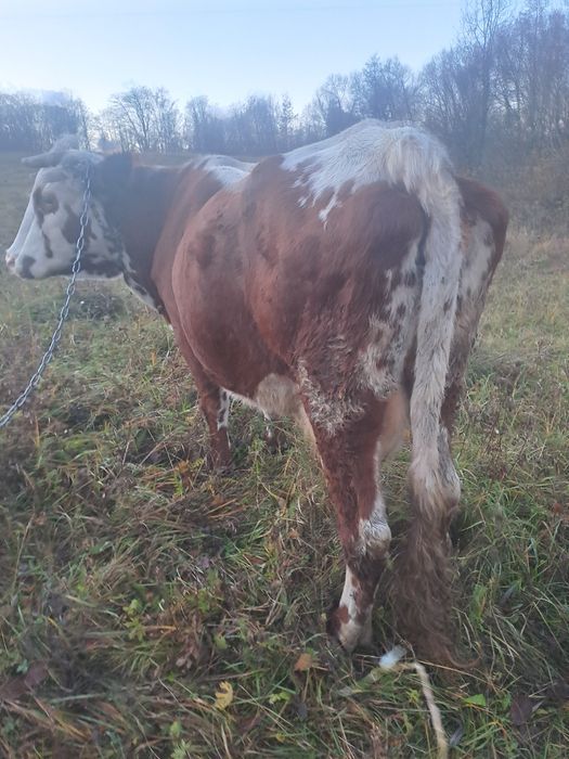 Продам Корову тільна