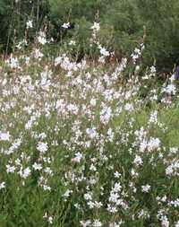 Gaura biała sadzonki