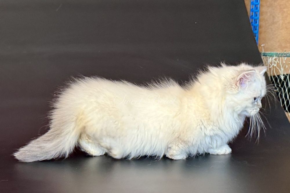 Кошенята породи манчкін, з коротенькими лапками