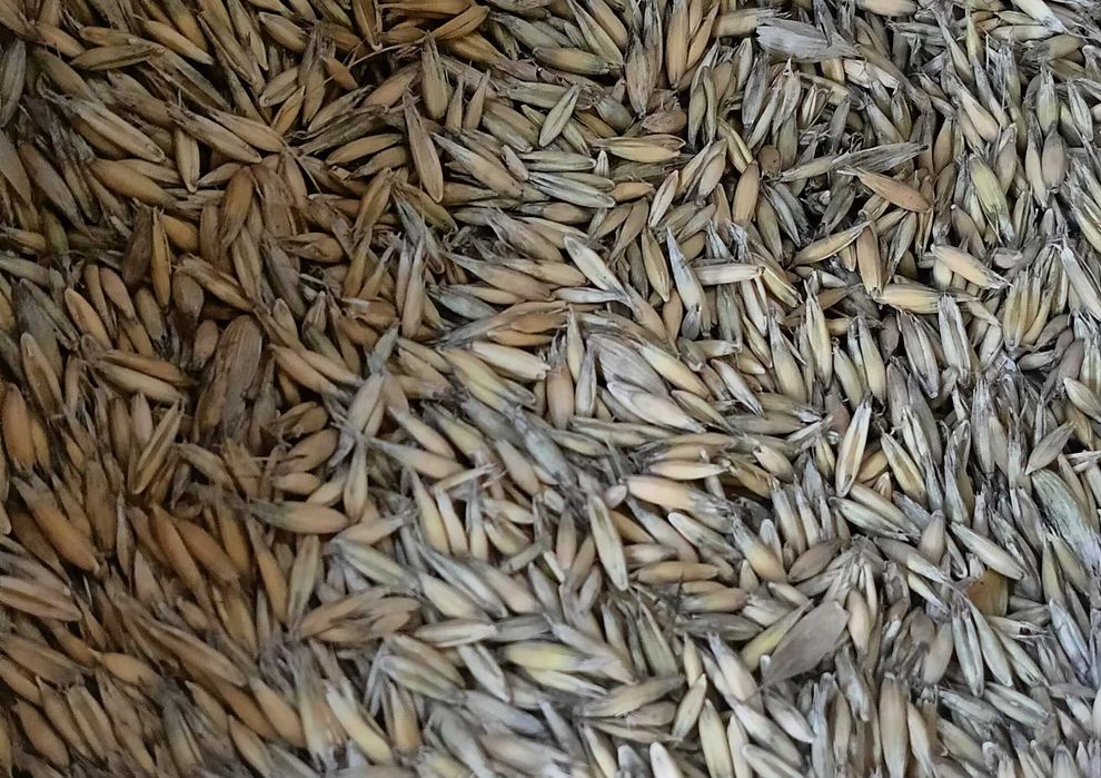 Sprzedam pszenice/owies/ziemniaki jadalne