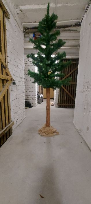 Choinka na pniu  sprzedam