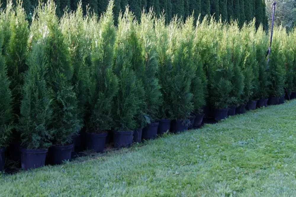 Tuja Szmaragd Szmaragdowa Tuje Szmaragdy 90CM Wys hodowane w doniczce