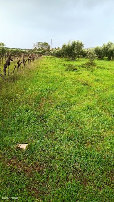 Fantastica Quinta com 7000 m2 com Olival e Poço