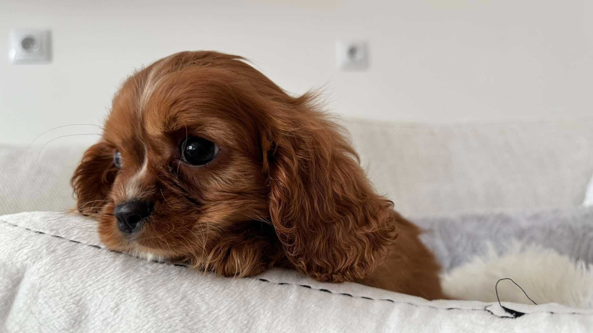 Chłopczyk Ruby Cavalier King Charles Spaniel z Rodowodem