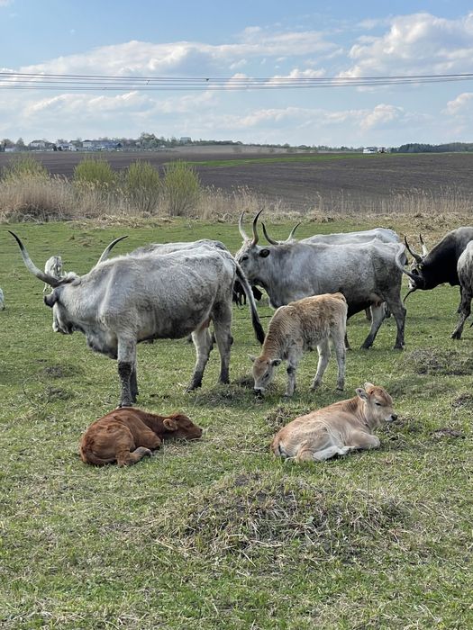 Продам бичка угорськоі сіроі корови