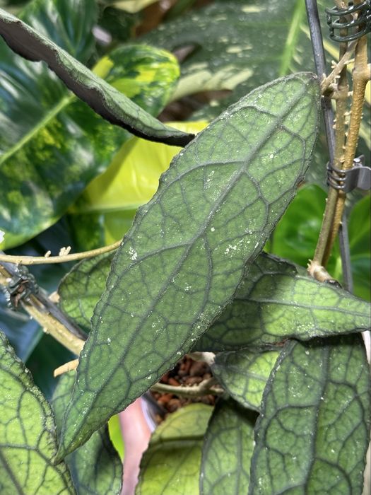 Хойя Hoya clemensiorum Sumatra.