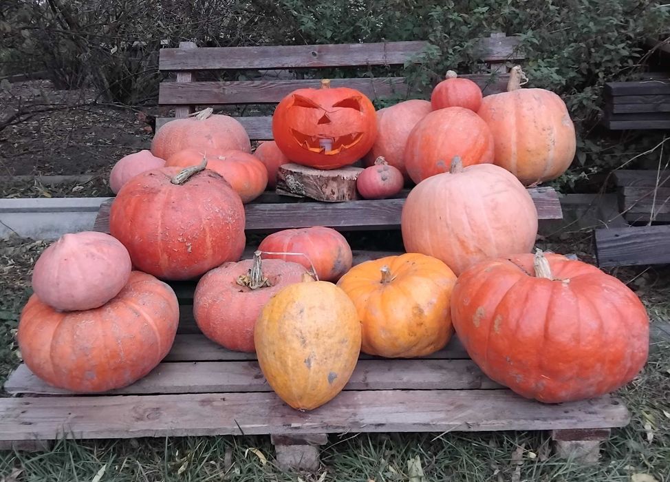 Dynie od 5zł za sztuke Dynia na Halloween