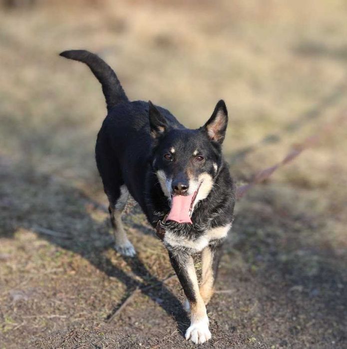 energiczny, wesoły, przyjazny piesek czeka na dom