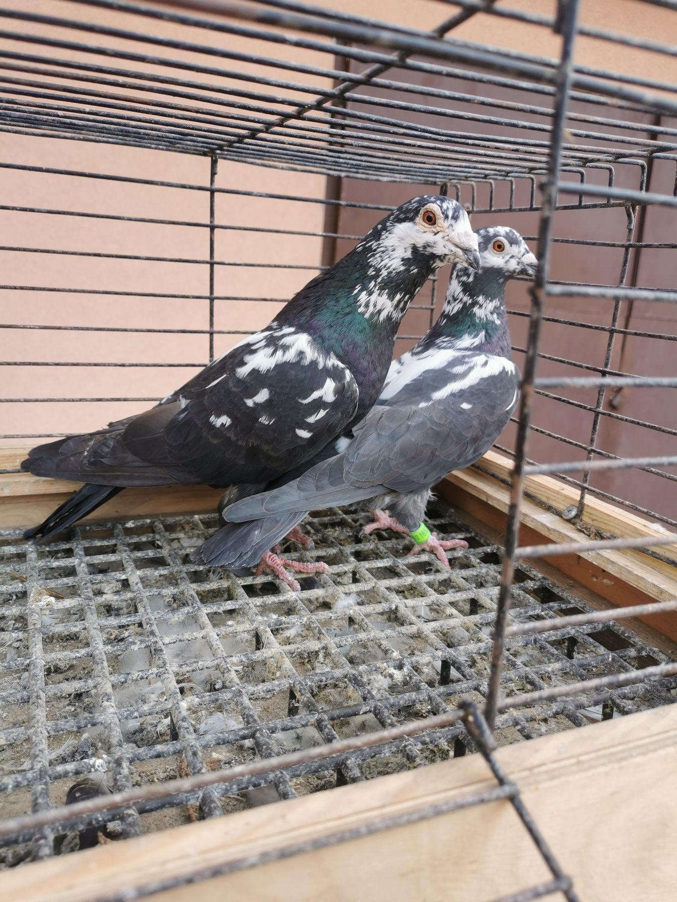 Golebie pocztowe tygrysy