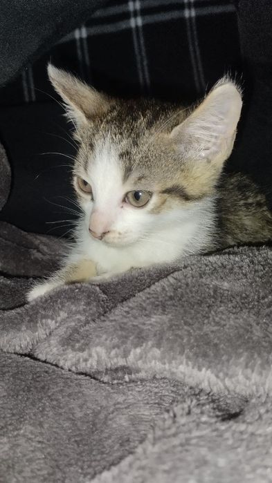 Odam za darmo kotków w dobre rence