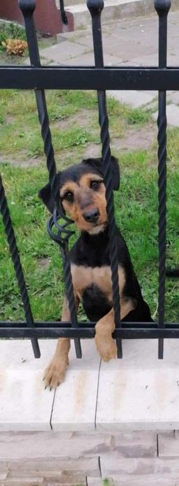 Szczeniaki szukają domu