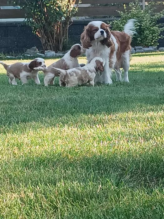 Szczeniak Cavalier King Charles Spaniel