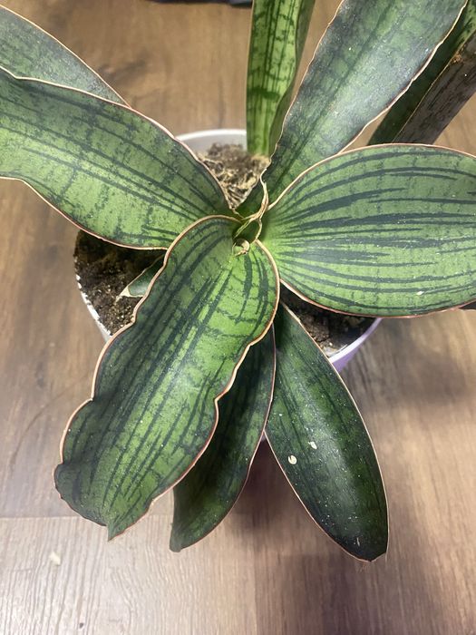 Сансевієрія Клеопатра