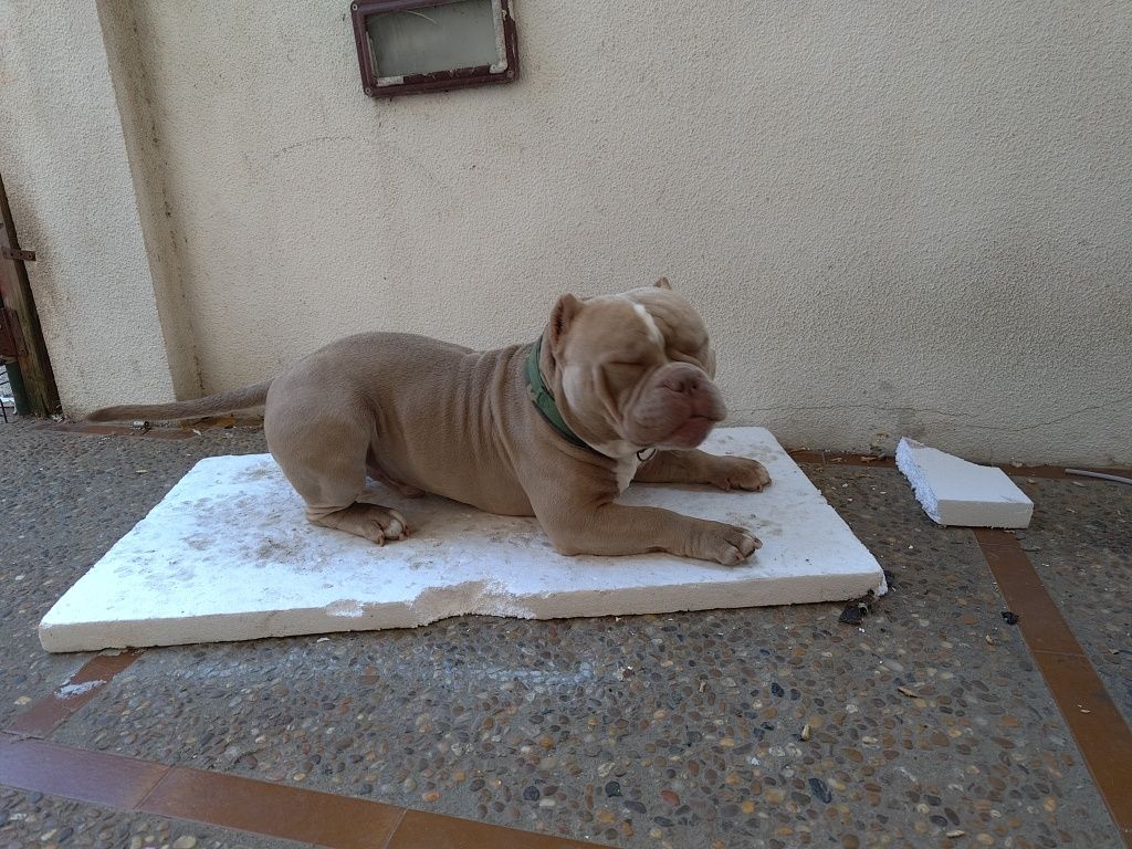 American Bully macho disponível para montas ABKC e IBKC