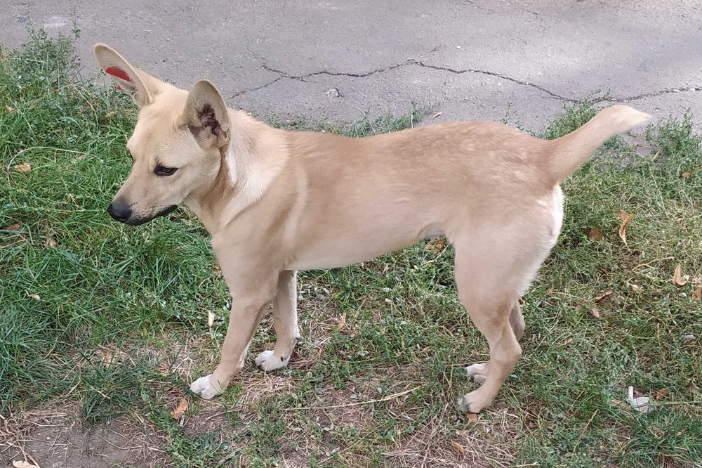 Собачка Зайка шукає родину! Куценький хвостик)